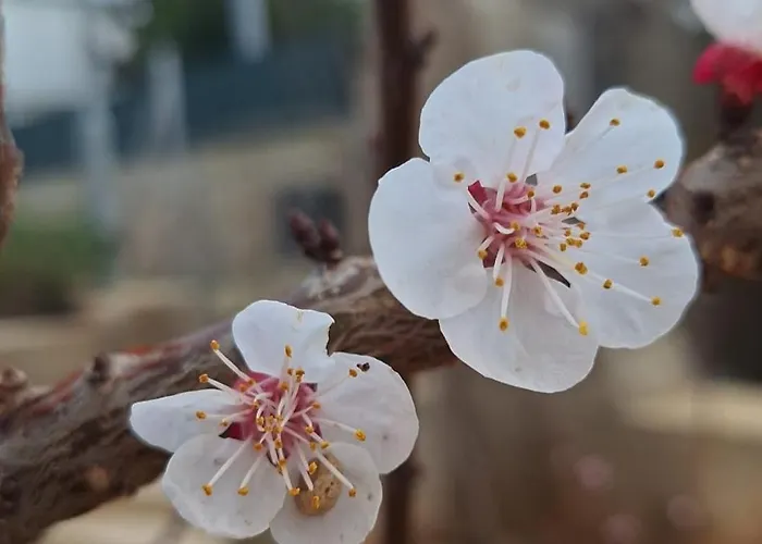 Апартаменты Lussin *