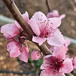Lussin Appartamento Mali Lošinj