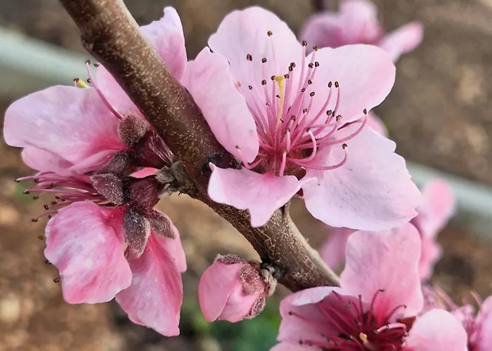 Lussin Apartament Mali Lošinj